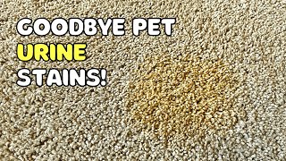 How to Remove SetIn Urine Stains From Carpet Dog or Cat [upl. by Neema]