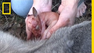 Watch Baby Kangaroo Rescued After His Mother Dies  National Geographic [upl. by Pengelly]