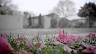 Palmerston North Snowfall [upl. by Semmes]