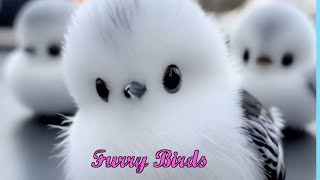 quotTiny Furry Birds Life with the Smallest Feathery Friends 🐥🐧  Adorable Pet Care Tipsquot [upl. by Bagger]