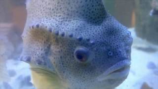 Lumpfish vs Sea Lice Cleanerfish to the rescue [upl. by Georgena]