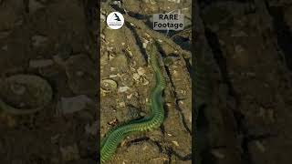 Rare pictures of spawning ragworm at Tayvallich  biology nature shore fishing rewilding [upl. by Palumbo]