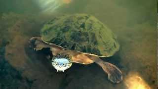 Tortuga de arroyo Phrynops williamsi [upl. by Stricklan]