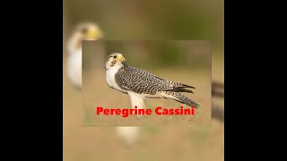 Peregrine Cassinisthe most wanted specie and quality falcons [upl. by Nylynnej]