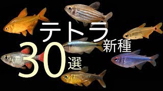 ① 新種 の テトラ 30 選 ブラジル 生息地 の 映像 ハイフェソブリコン モンクホーシャ [upl. by Aytida841]