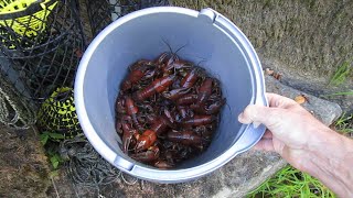 Catching Crayfish 10 Tips to Get Started [upl. by Teraj]