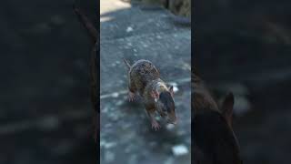 🐀Rats VS 🦸‍♂️Superman In GTA5 shorts [upl. by Akemet996]