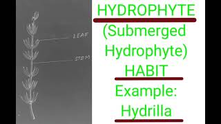 Hydrilla plantHYDROPHYTESubmergedECOLOGY practical [upl. by Acyssej]