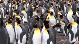 What Its Like Inside a King Penguin Rookery [upl. by Janette]