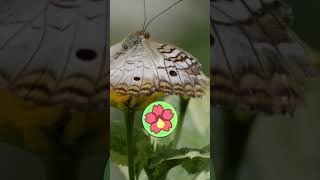 Descubre el mundo de las MARIPOSAS 🦋​​ [upl. by Bayard]