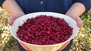 Scandinavian Superfoods Lingonberries [upl. by Aetnuahs]