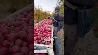 Mexicanos en EU california fruit farming mexican hardwork viralvideo shorts [upl. by Yelekreb258]