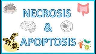 Cell Death  Necrosis amp Apoptosis  Types Morphology Causes Mechanism amp Clinical Significance [upl. by Billy91]