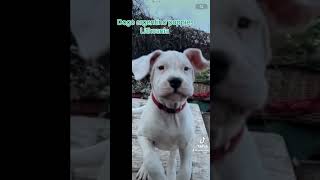 Dogo argentino puppies Lithuania dogoargentinopuppies dogoargentinadogs [upl. by Chretien]