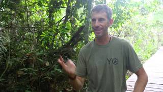 The Truth of a First Time Ayahuasca Experience  Ayahuasca Retreat Review Testimonial [upl. by Notsniw]