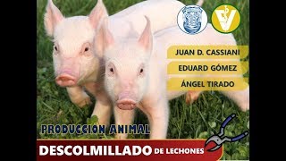 DESCOLMILLADO DE LECHONES [upl. by Goldarina]