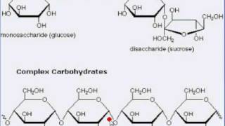 Simple and Complex Carbohydrates for your mtb ride [upl. by Clie118]