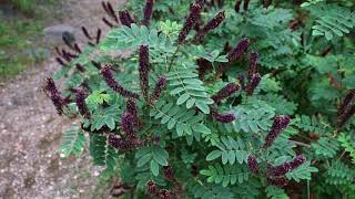 Guild Tour  Amorpha Fruticosa Bush with many fruiting plants [upl. by Latsryc]