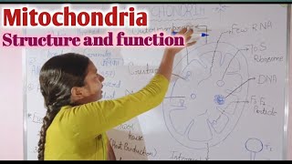 Mitochondria  structure and function cell the unit of life class 11 chapter 8 [upl. by Oniratac781]