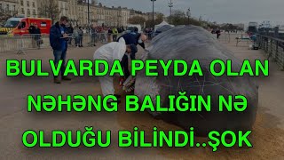 Bulvarda peyda olan nəhəng balığın nə olduğu bilindi [upl. by Missy]