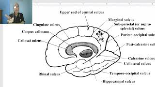 Anatomy of CNS Module in Arabic 2024  Sulci and gyri of medial surface of cerebral hemisphere [upl. by Yule]