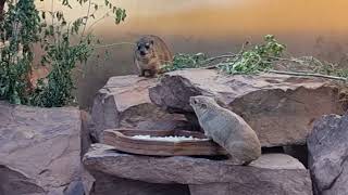 Yellowspotted hyrax and Rock hyraxes in mixed exhibit [upl. by Austina]