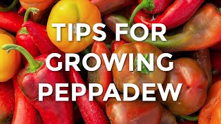 Tips For Growing Peppadew  How To Grow Peppadews [upl. by Nomit631]