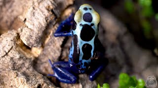 Czy te żaby są trujące Drzewołaz niebieski 😍 Dendrobates tinctorius [upl. by Tennek]