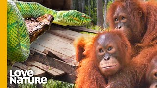 Why Baby Orangutans Must Learn to Fear Snakes  Love Nature [upl. by Nahbois671]