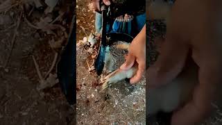 Shrimp Cutting Video  Fish Cutting Videos  Fish Cutting Skills  Shorts  Fc Ash  FC ASH [upl. by Dnaltiak440]