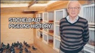 STICHELBAUT PIGEONS HISTORY [upl. by Alleuqahs]