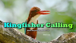 Kingfisher Call [upl. by Ennelram]