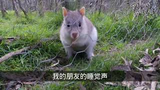 Wild Australian Bettong [upl. by Falk]