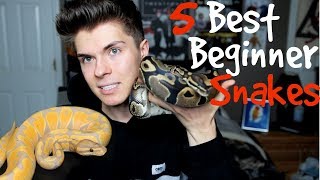 5 Best Pet Snakes for Beginners [upl. by Ecyle]