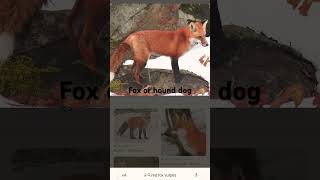 Fox or hound [upl. by Giuseppe]