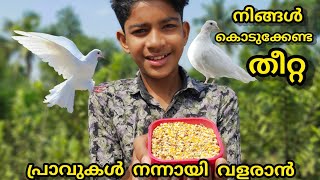 പ്രാവുകൾ നന്നായി വളരാൻ ഇങ്ങനെ Food കൊടുക്കൂFood for pigeonHow to feed pigeon malayalamPigeons [upl. by Etnoj]