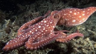 Mucky Secrets  Part 16  Cuttlefishes amp Octopuses  Lembeh Strait [upl. by Worl]