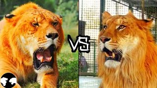 LIGER vs TIGON  Who will win [upl. by Ardnatal621]