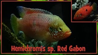 Hemichromis sp Red Gabon    Cichlidae  Hemichromis rouge  ParisFrance  022019 [upl. by Naret493]