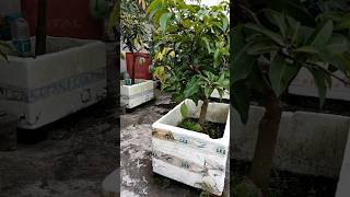 All time mango 🥭fruitplants viral shot gardening [upl. by Aenej]