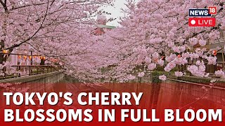 Japan Cherry Blossom Live  Sakura In Tokyo Live  Cherry Blossom In Tokyo  News18 Live  N18L [upl. by Amlus]