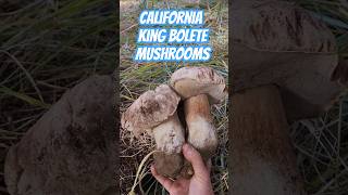 California King Bolete Mushrooms  Mycology 101 [upl. by Ahseki]