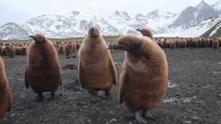 King Penguin Chicks [upl. by Arema51]