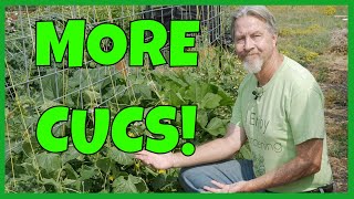 How to Grow MORE Cucumbers Expert Tips [upl. by Drews]