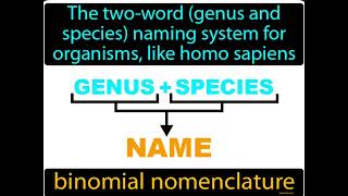 Taxonomyclassificationnomenclature science [upl. by Felicia589]