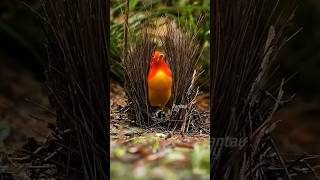 Unique facts about bowerbirds [upl. by Droc]