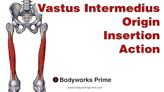 Vastus Intermedius Anatomy Origin Insertion amp Action [upl. by Harrie801]