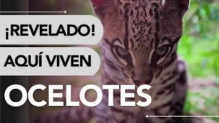 😮 Dónde VIVE el OCELOTE 🐆 ¿Qué come ¡Te sorprenderás 🤯 [upl. by Diba]