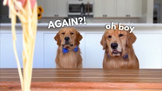 Dog Reviews Food With Son  Tucker Taste Test 23 [upl. by Hiram]