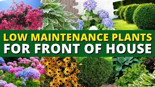 5 Best Low Maintenance Plants for Front of House Garden 🌿🍃 Ground Cover Plants 👍👌 [upl. by Mobley]